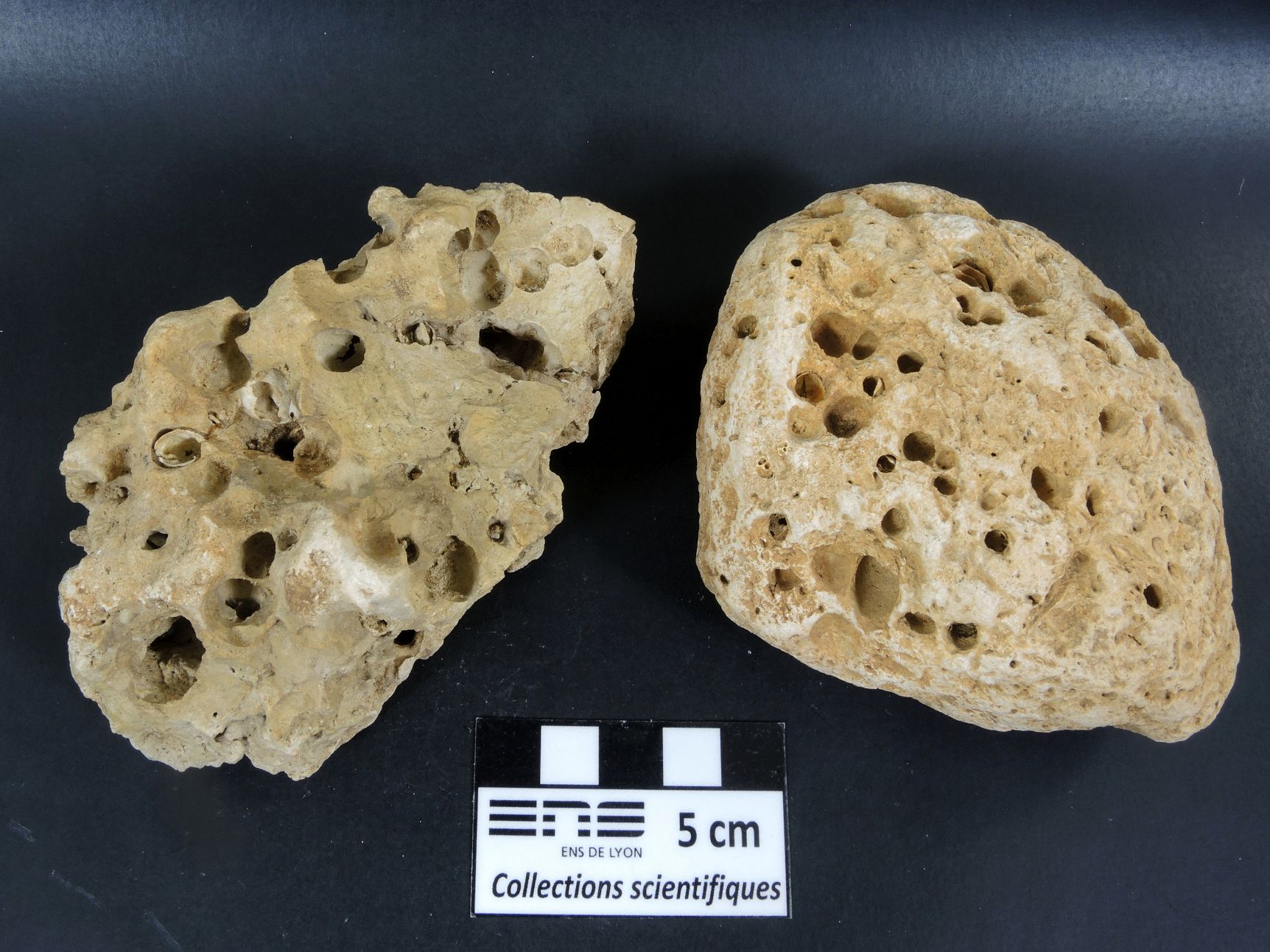 Gastrochaenolites Calcaire perforé par des mollusques lithophages Bassin aquitain Saucats Le Péloua